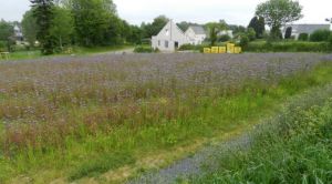 Plouaret-jardin partage-site 2